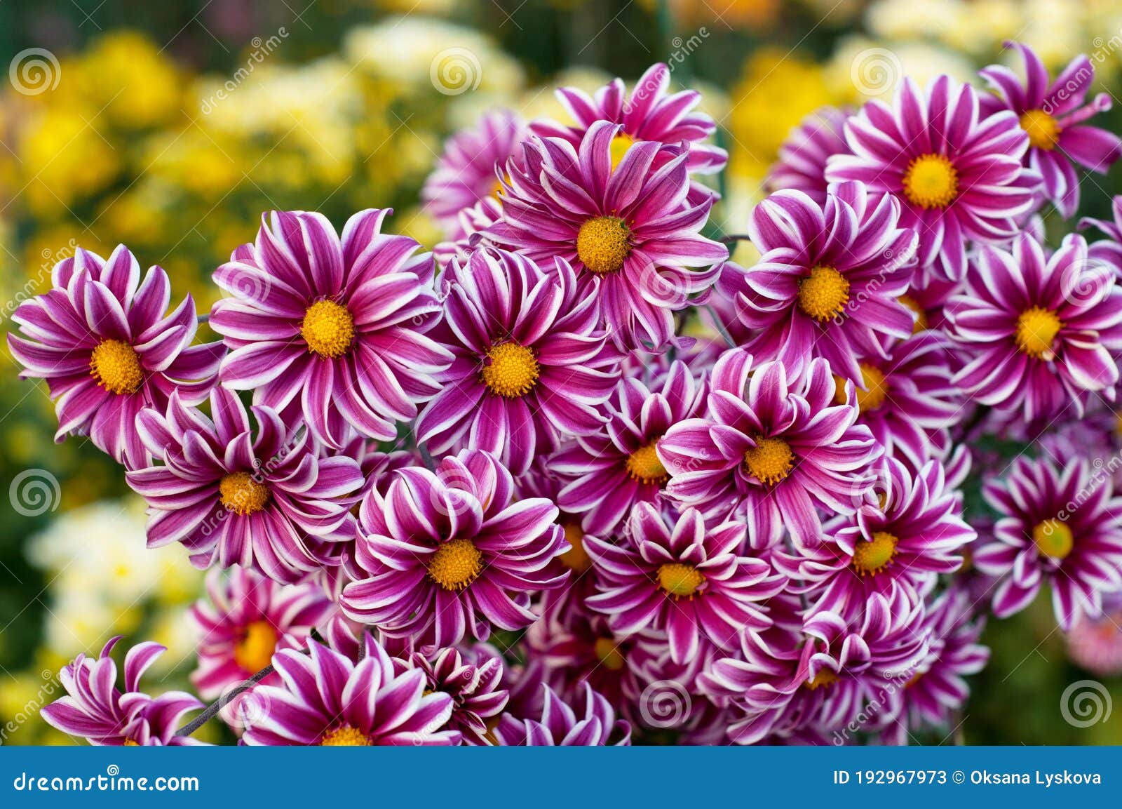 Flores Rosadas De Crisantemo Blanco Morado Con Centros Amarillos Y Puntas Blancas En Sus Pétalos. Arbusto De Jardín De Otoño Imagen de archivo - Imagen de cubo, crisantemos: 192967973 Flores Rosadas De Crisantemo Blanco Morado Con Centros Amarillos Y Puntas Blancas En Sus Pétalos. Arbusto De Jardín De Otoño Imagen de archivo - Imagen de cubo, crisantemos: 192967973