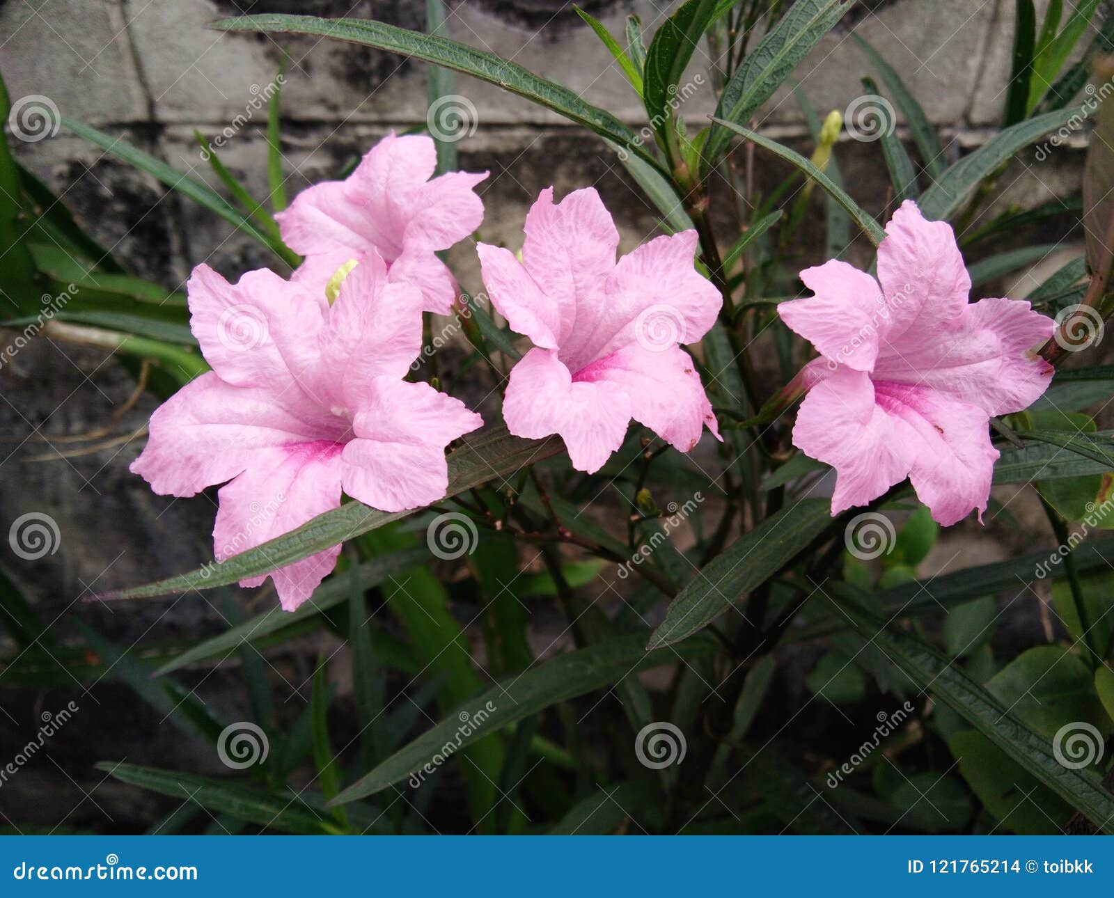 Flores Rosadas Del Linn Del Tuberrosa De Ruellia, Petunia Mexicana Foto de archivo - Imagen de color, fondo: 121765214 Flores Rosadas Del Linn Del Tuberrosa De Ruellia, Petunia Mexicana Foto de archivo - Imagen de color, fondo: 121765214