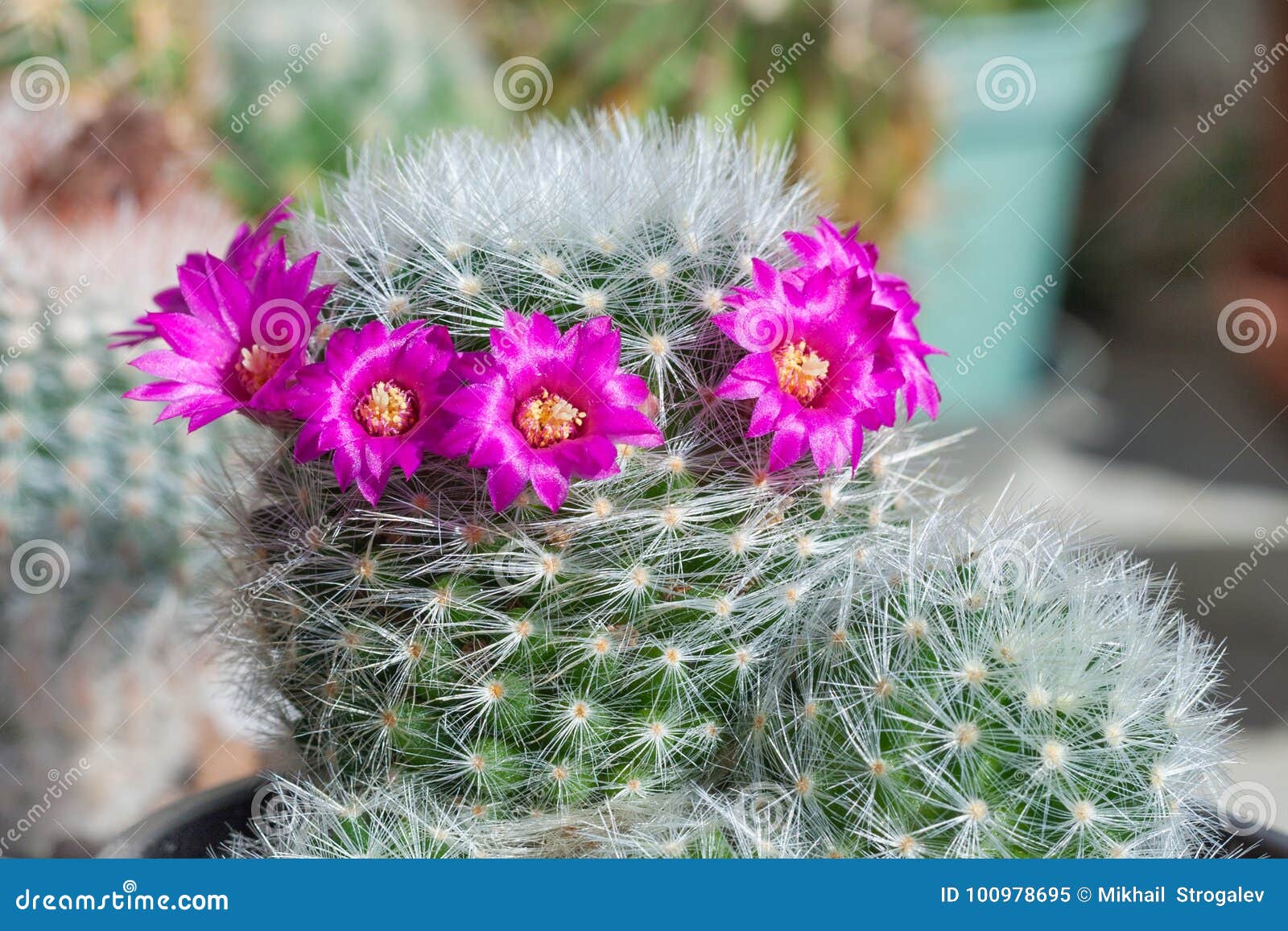 Flores Rosadas Del Mammillaria Del Cactus Imagen de archivo - Imagen de  sostenido, planta: 100978695