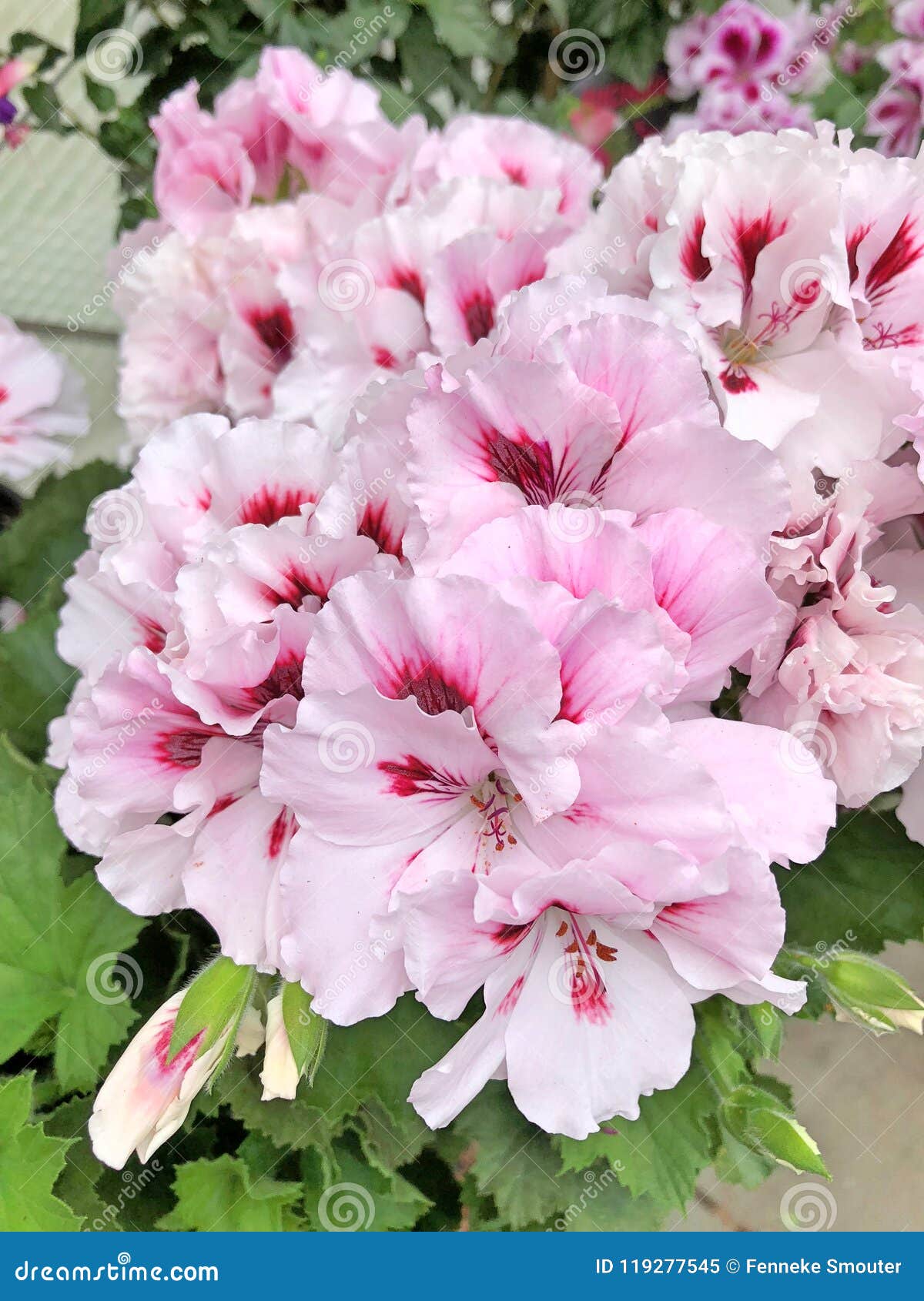 Flores Rosas Claras Del Geranio Del Pelargonium Imagen de archivo - Imagen  de geranios, pista: 119277545