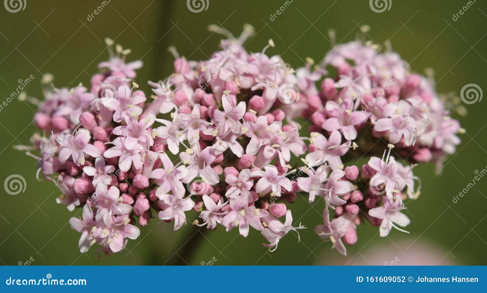 Flores Rosas De La Planta Valeriana (Valeriana Officinalis) Foto de archivo  - Imagen de inflorescencia, macro: 161609052