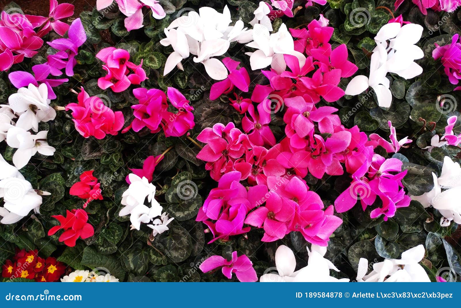 flores rosas y blancas entre hojas verdes