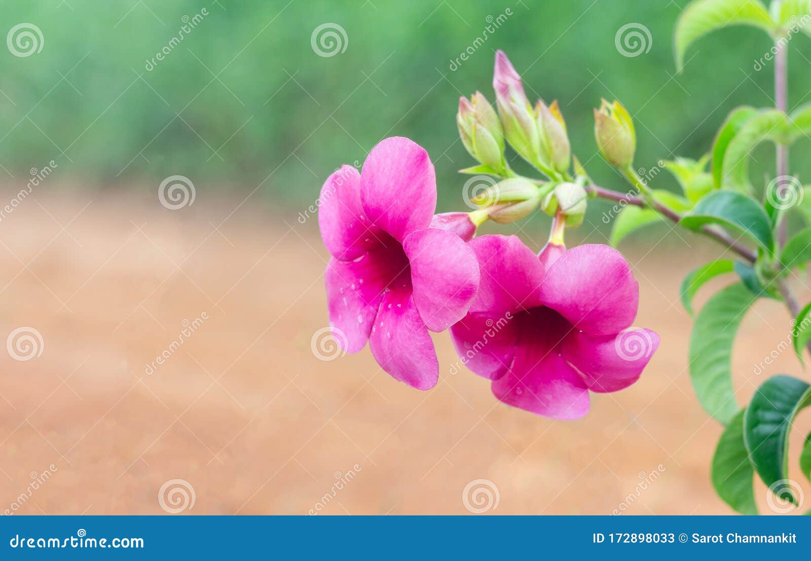 Flores Roxas Allamanda Allamanda Blanchetii Florescendo Na árvore. Imagem  de Stock - Imagem de trombeta, mola: 172898033