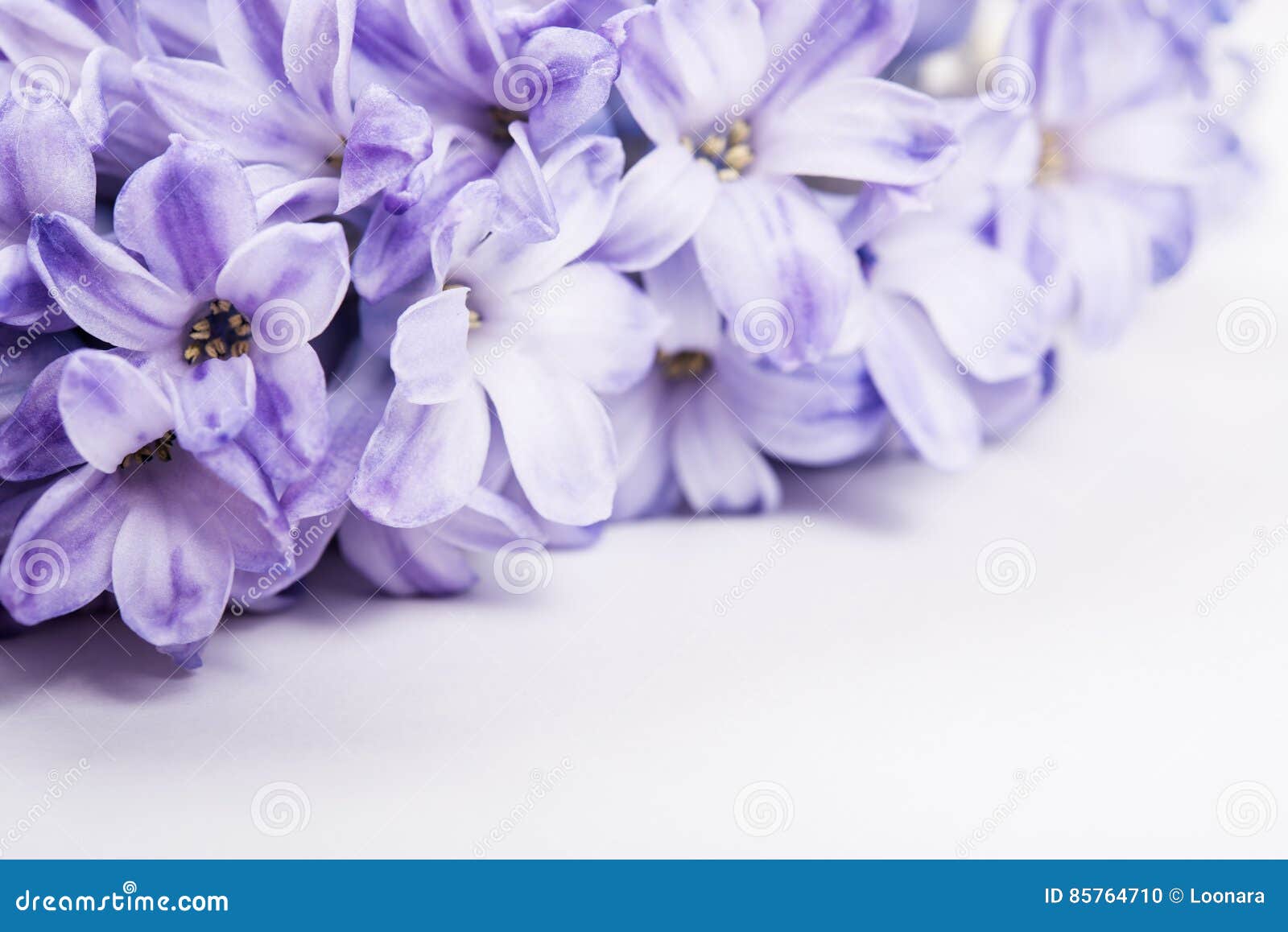 Flores roxas do hyacinth foto de stock. Imagem de violeta 85764710