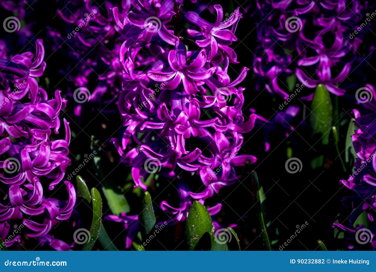 Flores roxas do hyacinth foto de stock. Imagem de floral 90232882
