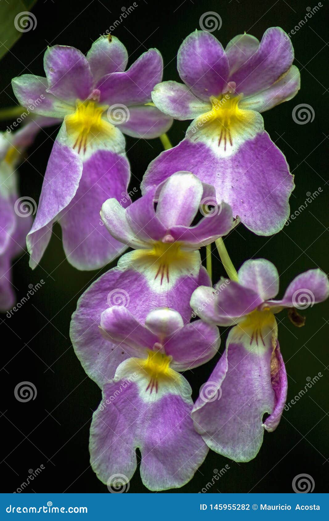 Flores Roxas E Amarelas Da Orquídea Do Miltonia Foto de Stock - Imagem de  roxo, capturado: 145955282