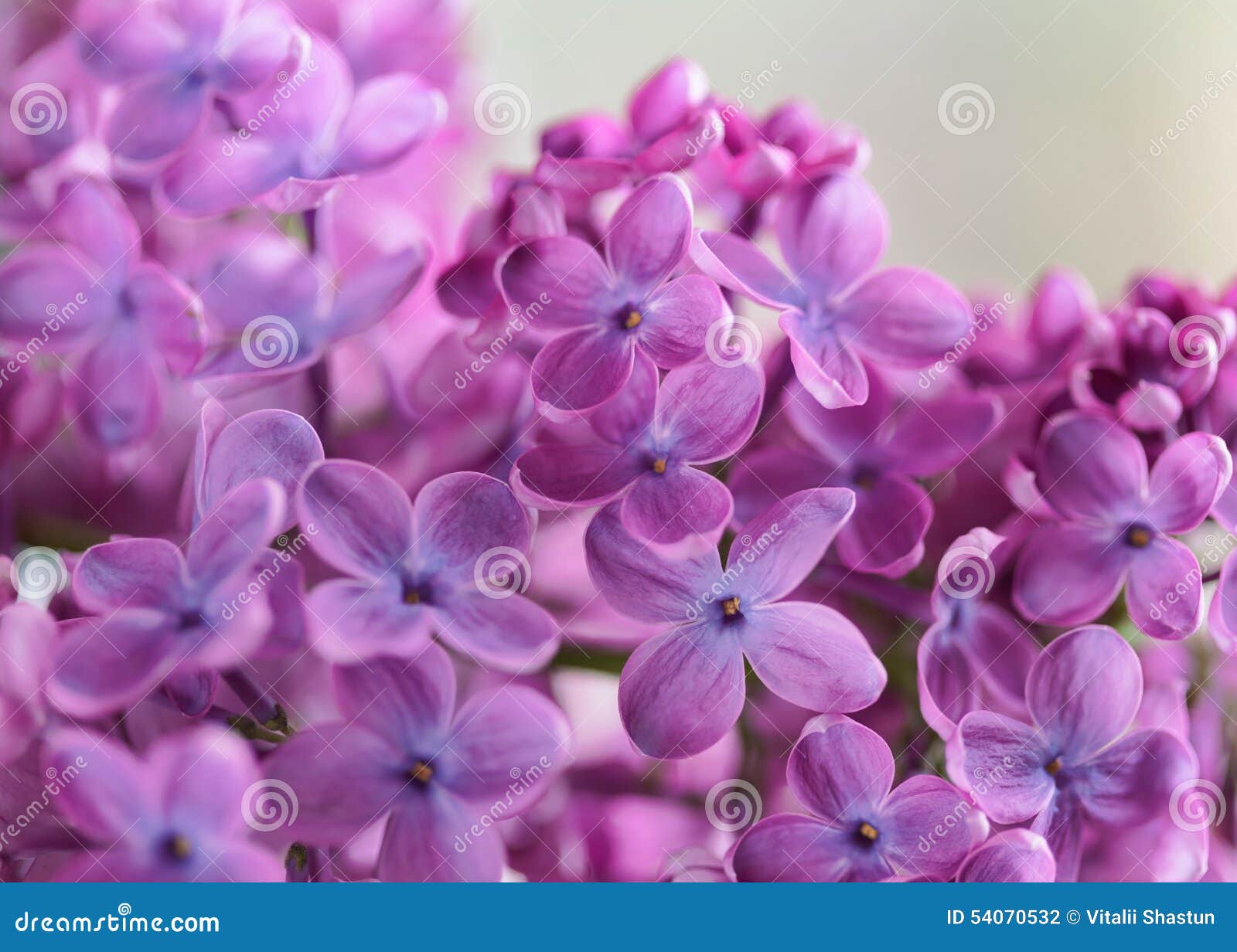 Flores Roxas Lilas Na Flor Foto De Stock Imagem De Roxas 54070532