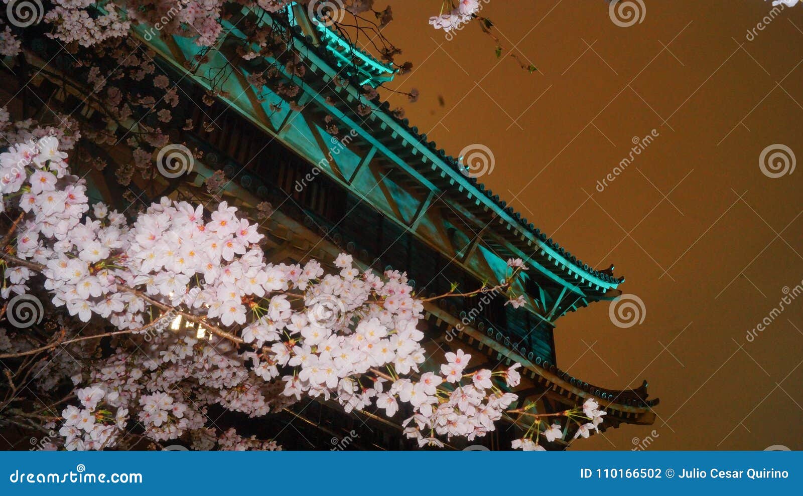 flores sakura frente al castillo hiroshima