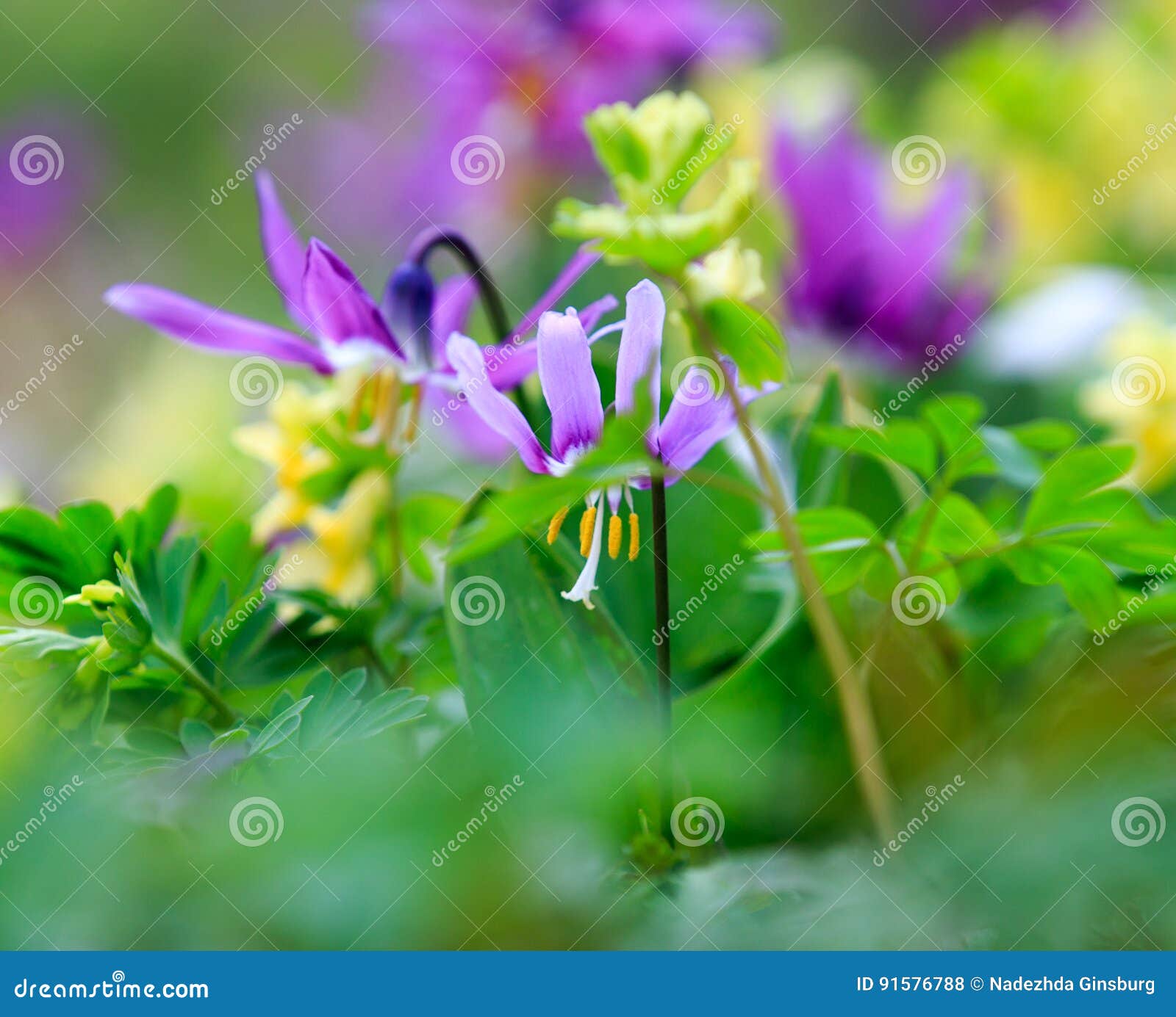 My Image 11