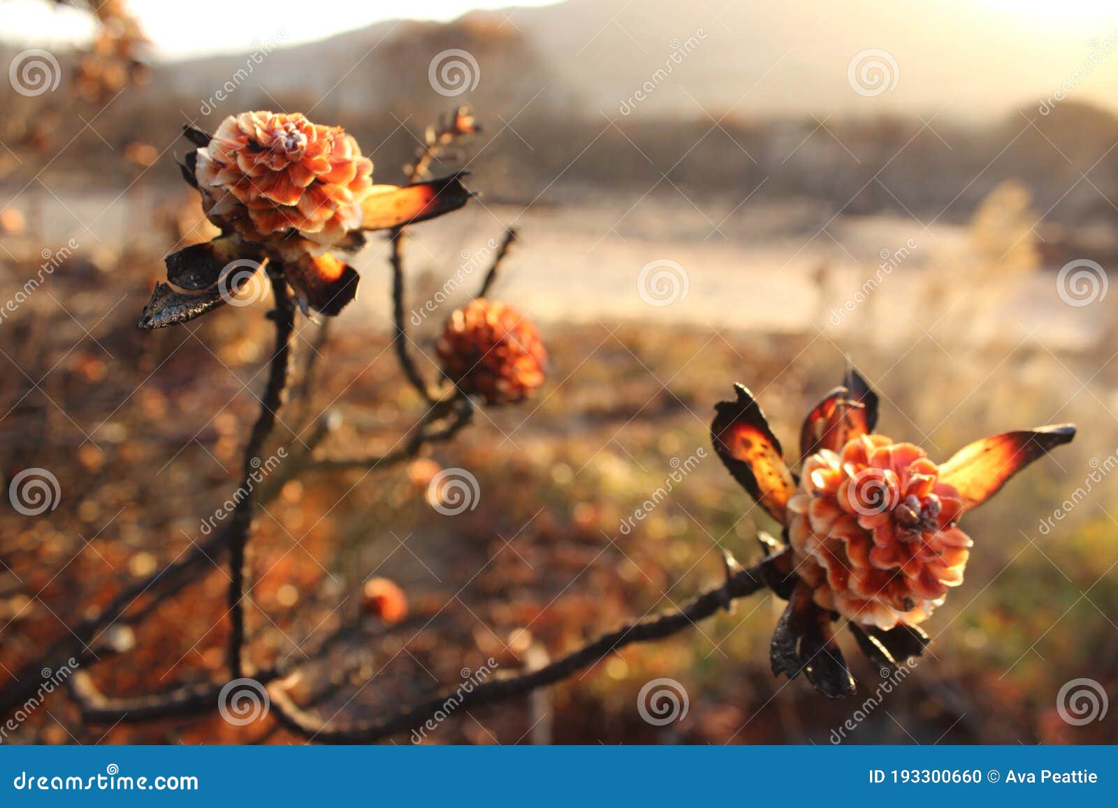 https://thumbs.dreamstime.com/z/flores-secas-de-protea-quemadas-en-un-%C3%A1rido-paisaje-luego-que-el-fuego-arrasara-la-tierra-asolara-cabo-ciudad-sud%C3%A1frica-193300660.jpg