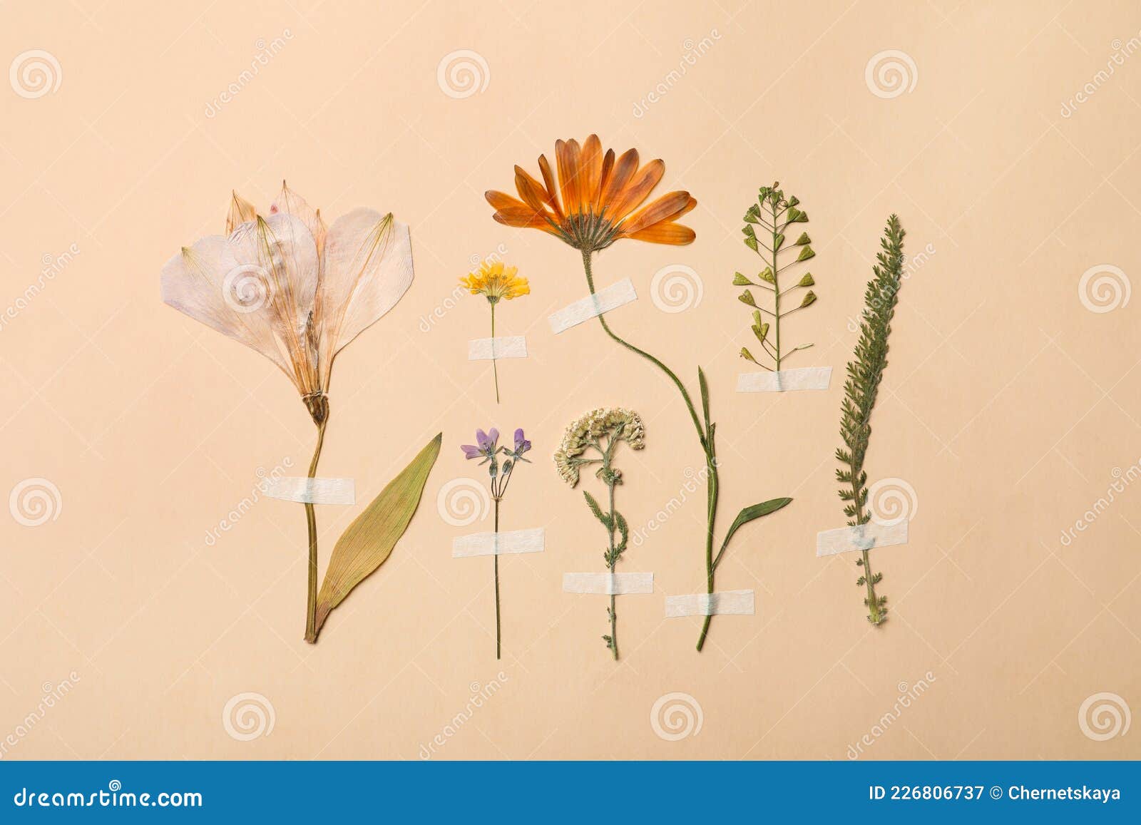 Flores Secas Prensadas Y Plantas Sobre Fondo Beige. Hermoso Herbario Imagen  de archivo - Imagen de flores, secado: 226806737