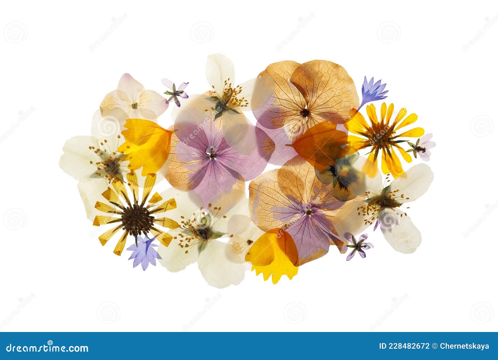 Flores Secas Presionadas En La Vista Superior Del Fondo Blanco. Hermoso Herbario Foto de archivo - Imagen de salvaje, resorte: 228482672 Flores Secas Presionadas En La Vista Superior Del Fondo Blanco. Hermoso Herbario Foto de archivo - Imagen de salvaje, resorte: 228482672