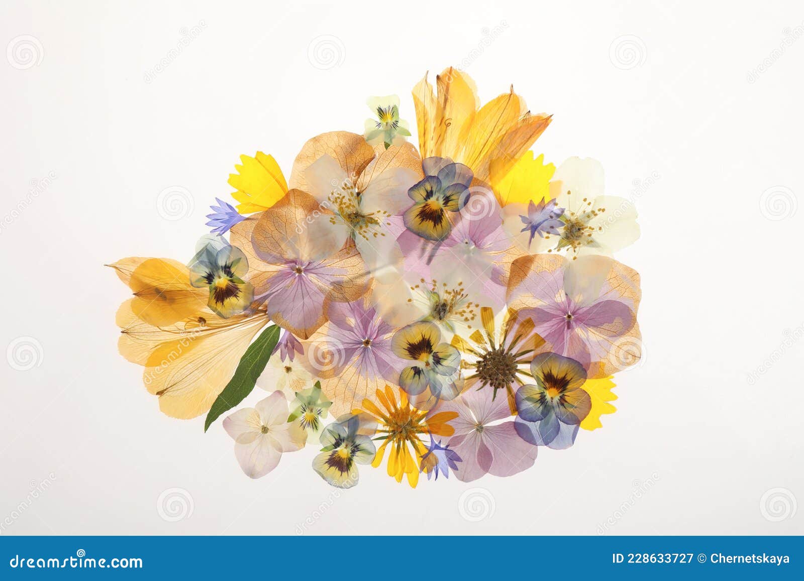 Flores Secas Presionadas En La Vista Superior Del Fondo Blanco. Hermoso  Herbario Imagen de archivo - Imagen de flores, floral: 228633727
