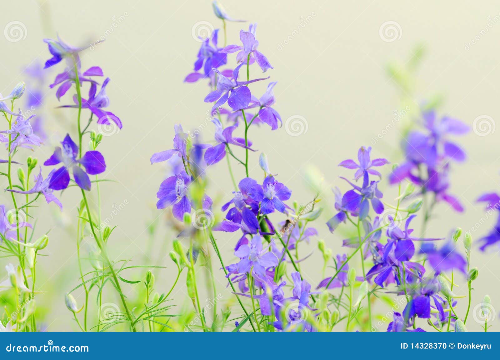 Flores silvestres roxas foto de stock. Imagem de roxo - 14328370, image size:1600x1152