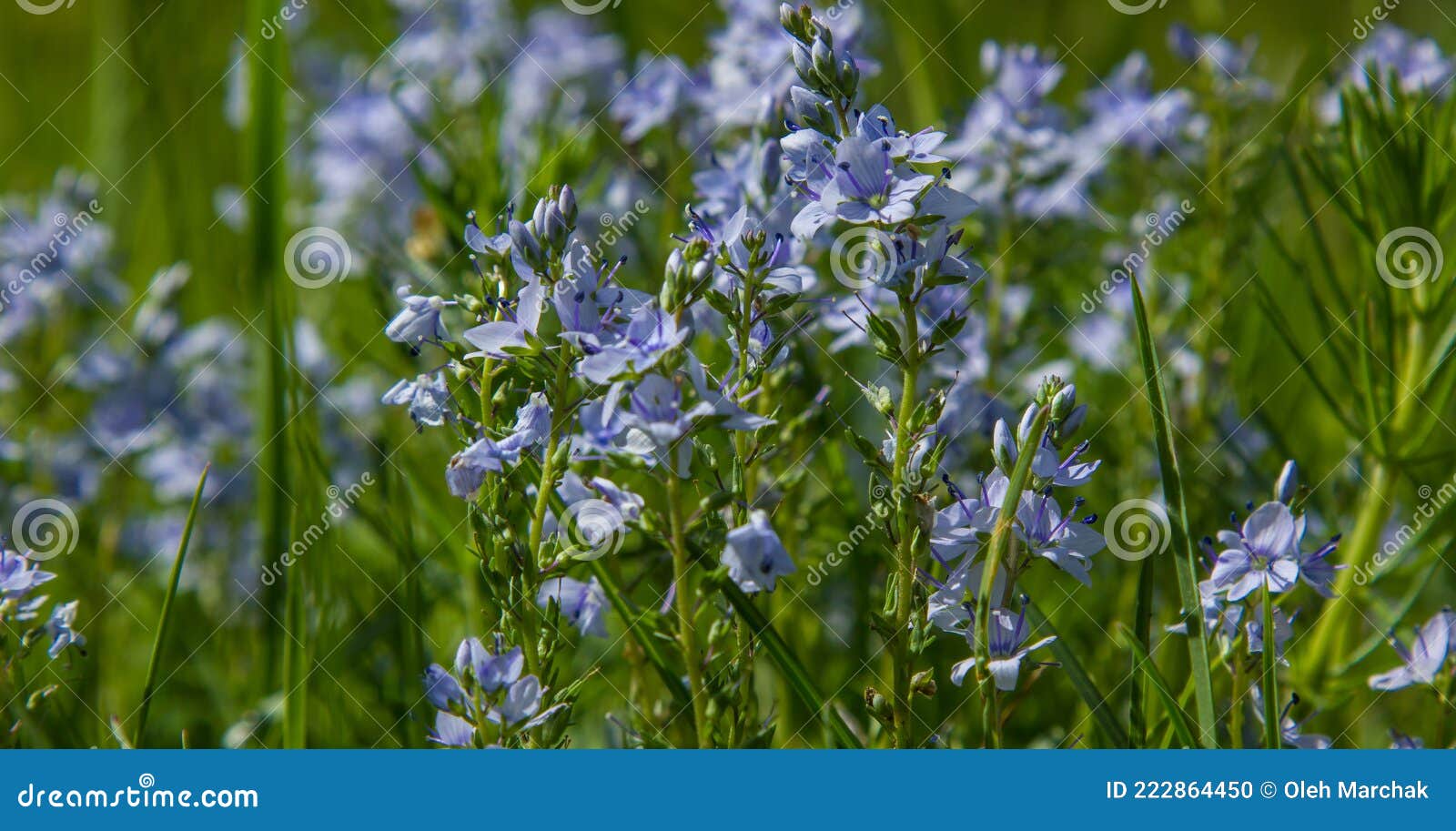 Flores Silvestres Azules Cerca Del Césped Foto de archivo - Imagen de  trazado, marco: 222864450
