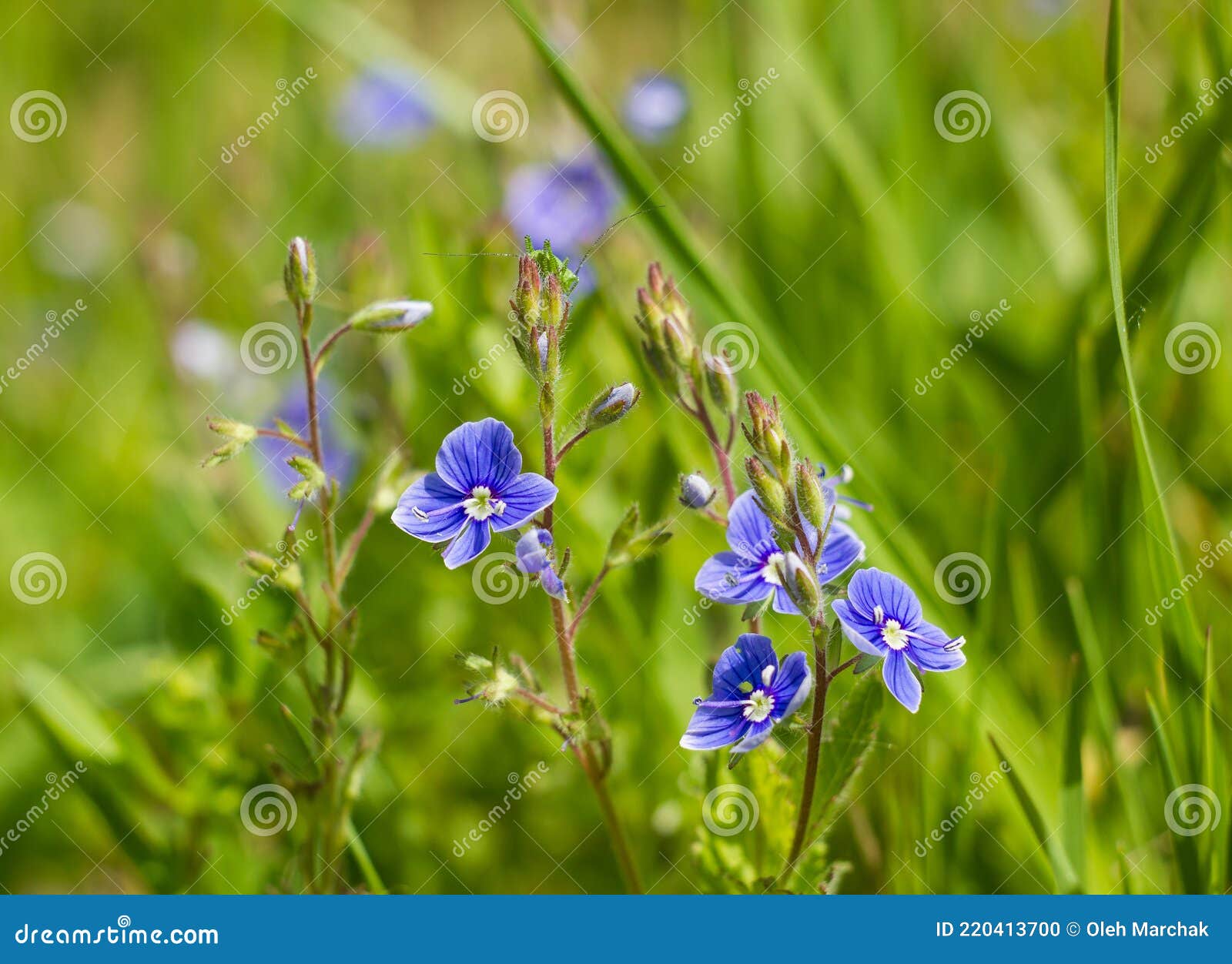 Flores Silvestres Azules En La Hierba En Los Prados Foto de archivo -  Imagen de trazado, bosque: 220413700