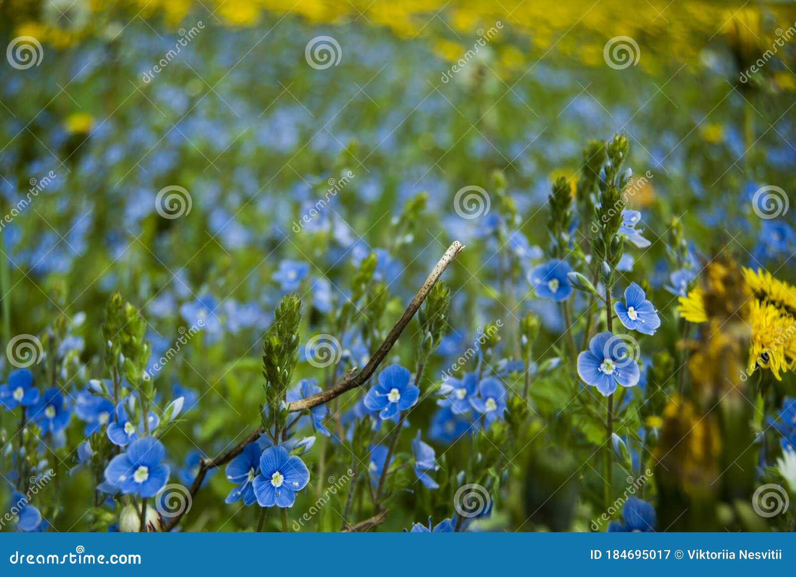 Flores Silvestres Azules. Las Flores Crecen En El Campo En Verano. Imagen  de archivo - Imagen de azul, wildflowers: 184695017