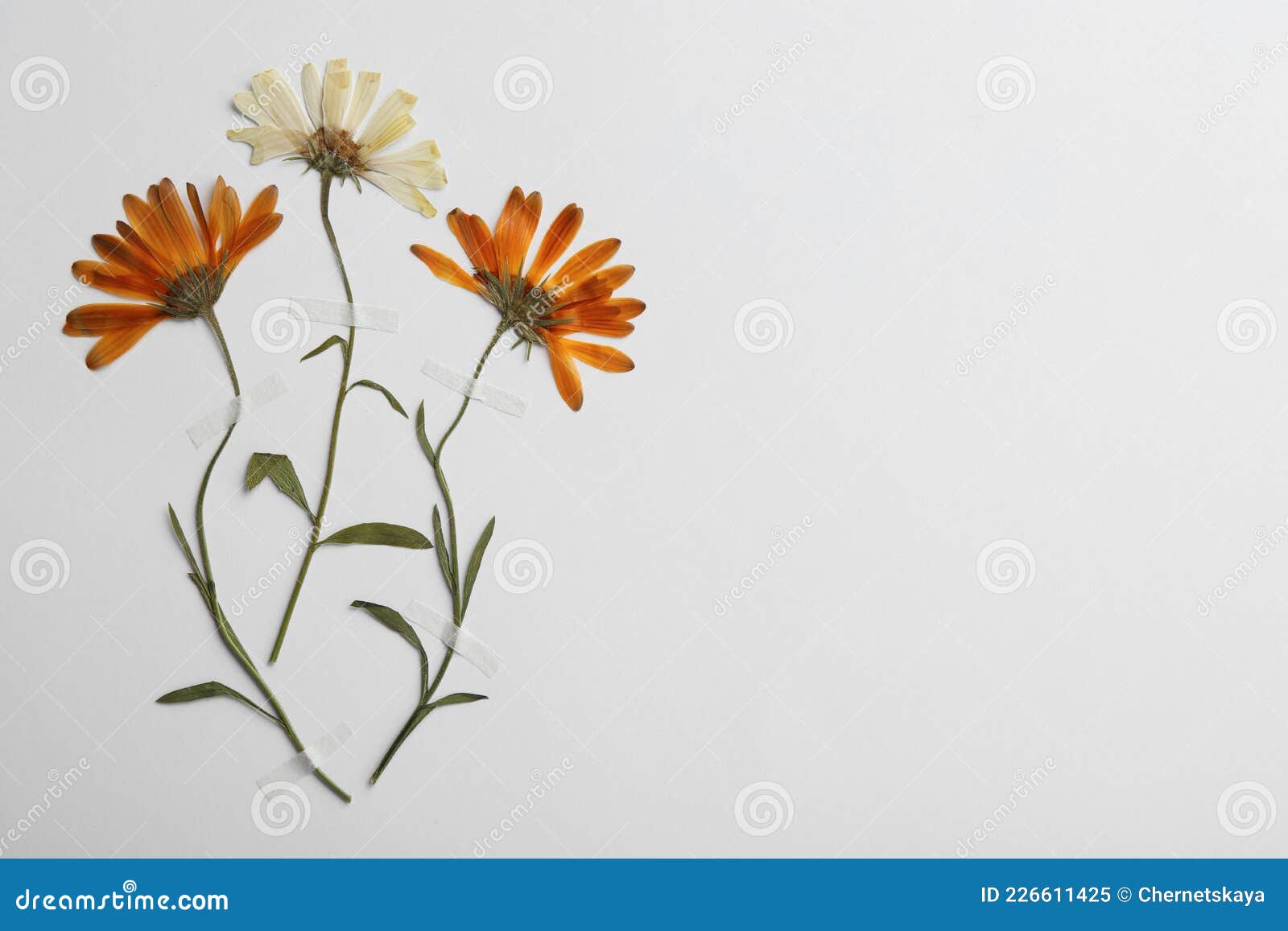 Flores Silvestres De Crisantemo Seco En El Espacio De Fondo Blanco Para  Texto. Hermoso Herbario Imagen de archivo - Imagen de travieso, espacio:  226611425