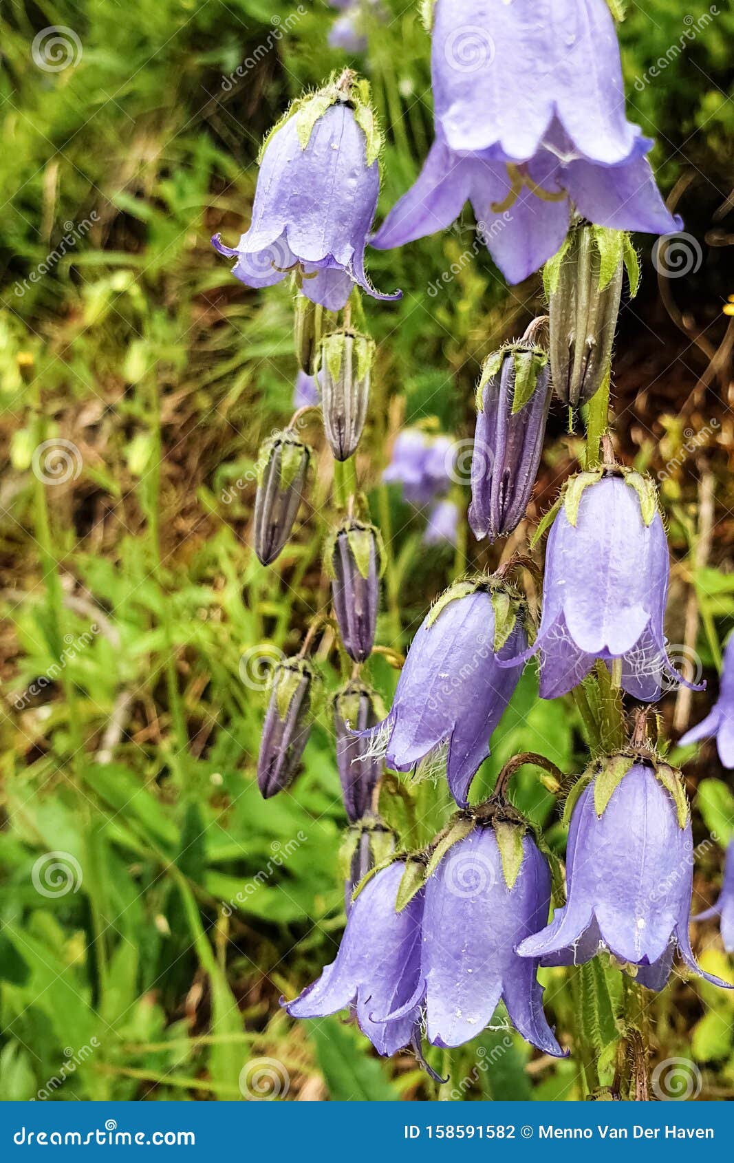 Flores Silvestres Violetas En Forma De Campana En Los Alpes Foto de archivo - Imagen de wildflower, planta: 158591582 Flores Silvestres Violetas En Forma De Campana En Los Alpes Foto de archivo - Imagen de wildflower, planta: 158591582