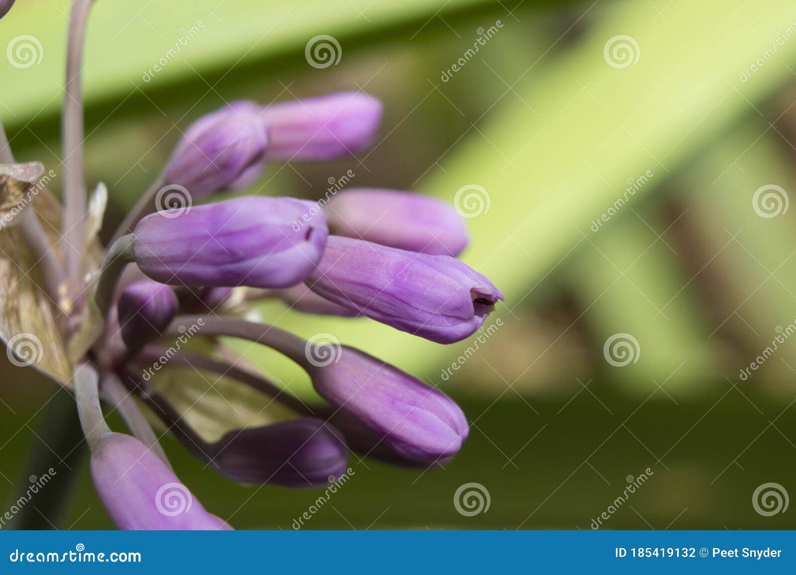 Flores Sin Abrir a La Espera De Florecer Foto de archivo - Imagen de hierba, alimento: 185419132 Flores Sin Abrir a La Espera De Florecer Foto de archivo - Imagen de hierba, alimento: 185419132