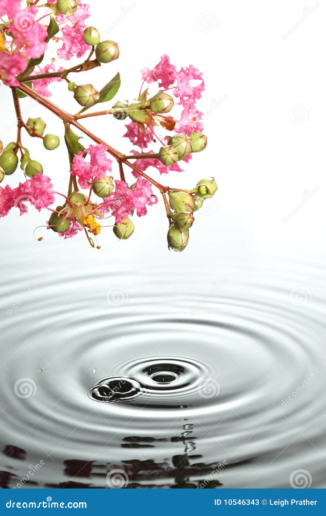 Flores sobre el agua imagen de archivo. Imagen de flora - 10546343