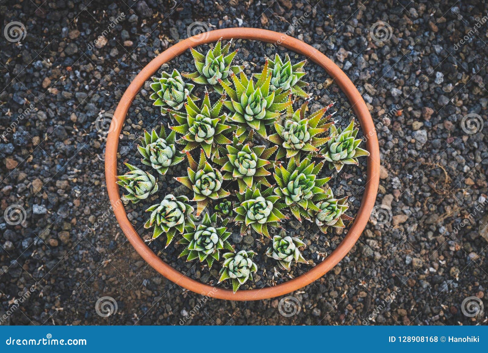 Flores Suculentas, Mini Cactos No Vaso - Foto de Stock - Imagem de  consoles, jardinar: 128908168