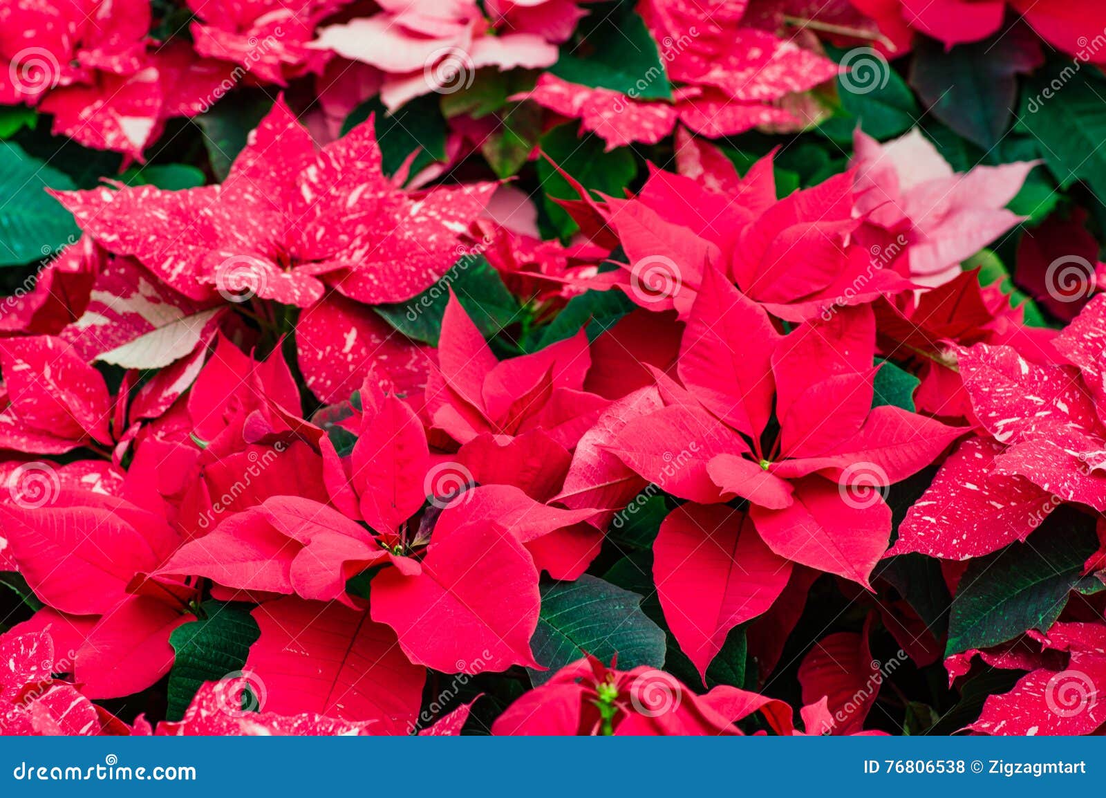 Flores Tradicionais Da Poinsétia Que Florescem No Natal Foto de Stock -  Imagem de vermelho, evento: 76806538