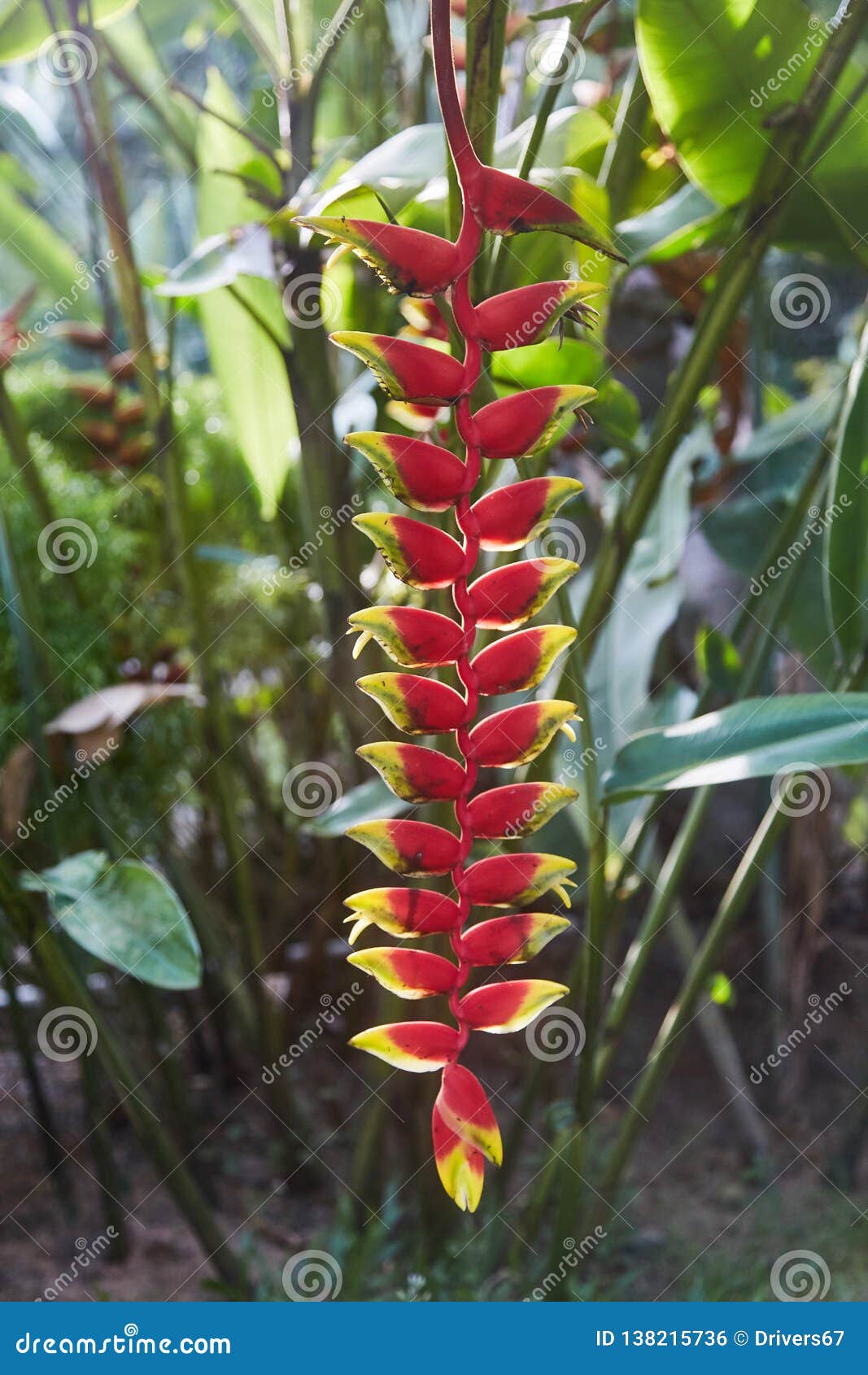 Flores Tropicais Coloridas Flor Vermelha Do Palulu Do Bihai De Heliconia  Cor Vermelha Foto de Stock - Imagem de flores, nave: 138215736