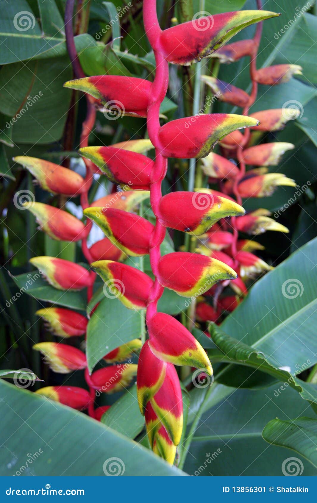 Flores tropicais de Bornéu imagem de stock. Imagem de bonito - 13856301