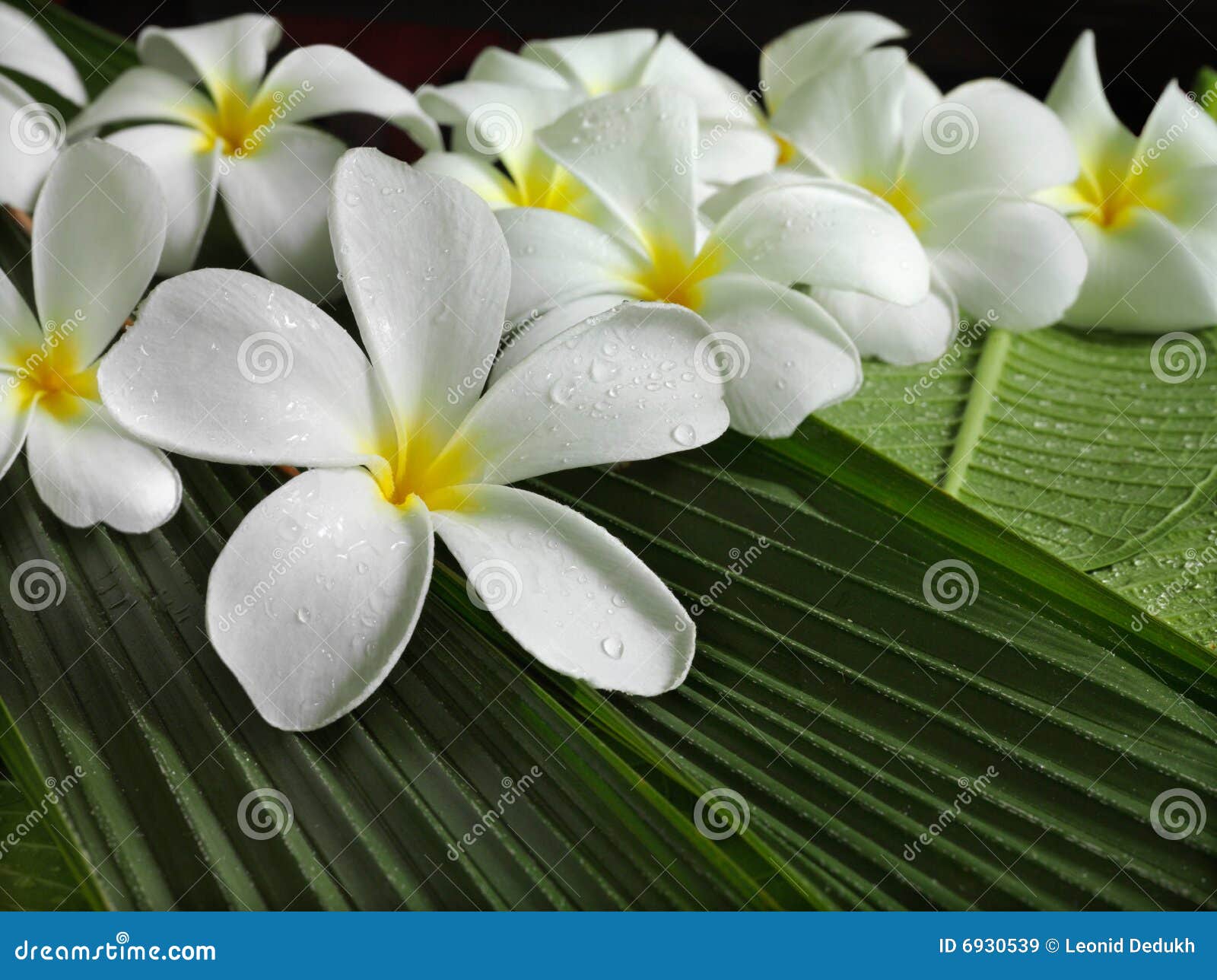 Flores tropicais exóticas imagem de stock. Imagem de lifestyle - 6930539