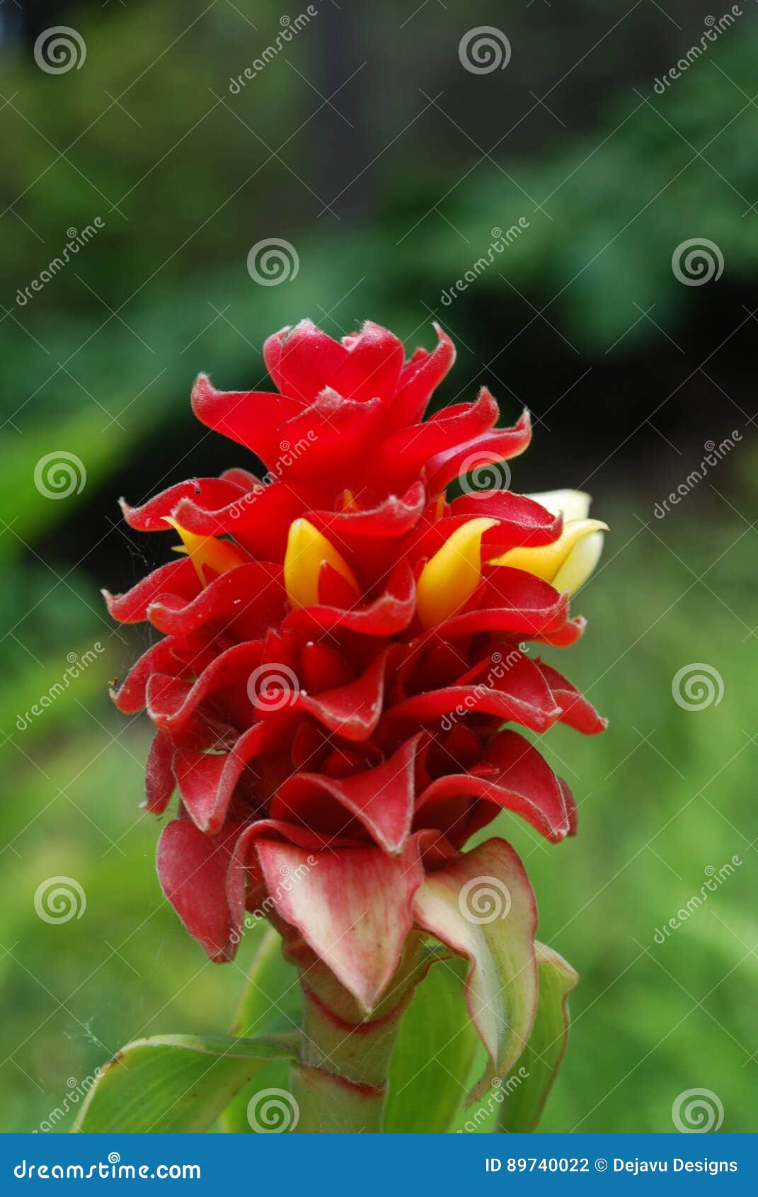 Flores Tropicais Vermelhas De Aphelandra Foto de Stock - Imagem de flor,  tropical: 89740022