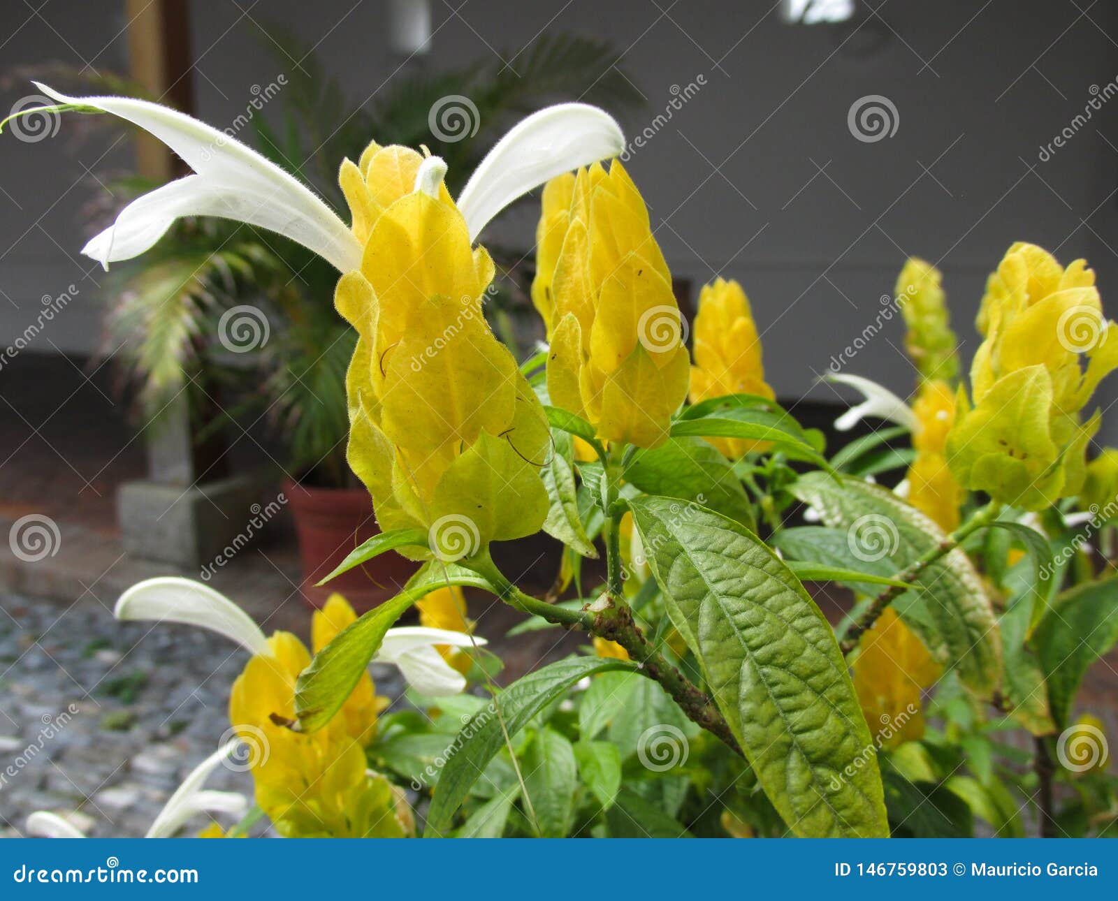 flores tropicales alargadas amarillas y blanco