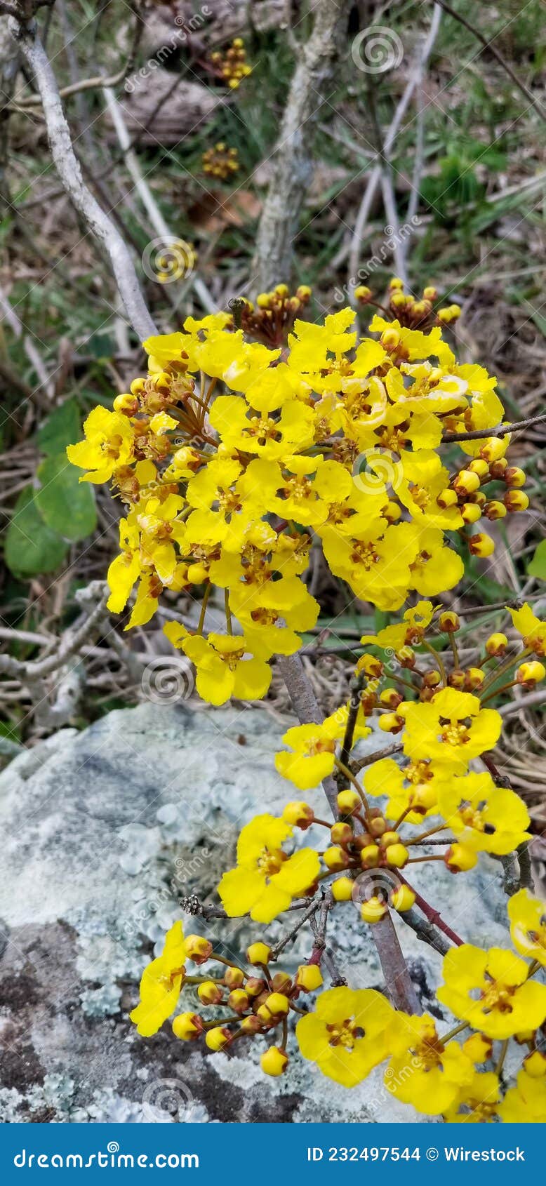 flores tropicales en paisajes de cuba