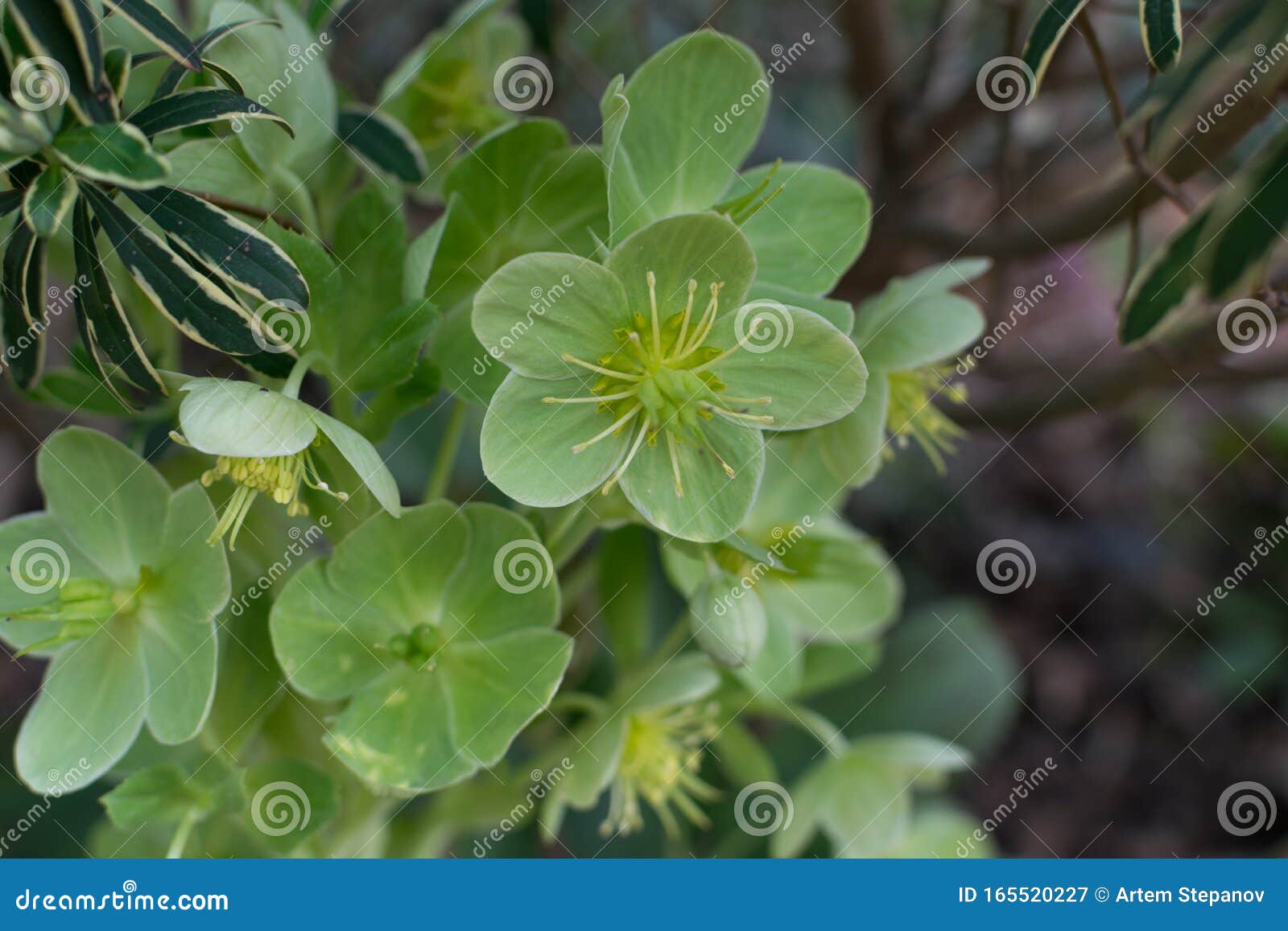 Flores Verdes De Helleborus Lividus Ou Helleborus Dumetorum Imagem de Stock  - Imagem de floral, jardim: 165520227