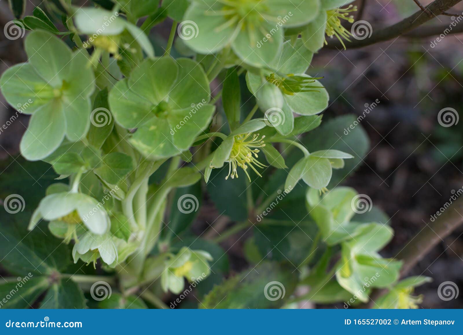 Flores Verdes De Helleborus Lividus Ou Helleborus Dumetorum Foto de Stock -  Imagem de flor, naughty: 165527002