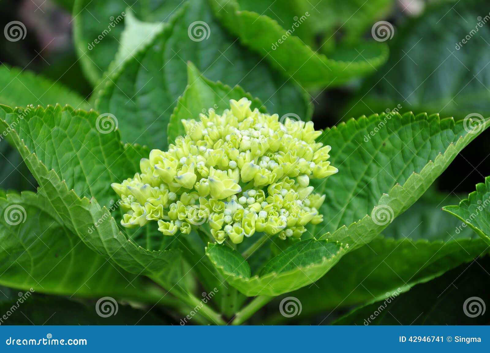 Flores Verdes De La Hortensia Del Bebé Imagen de archivo - Imagen de campo,  cubo: 42946741