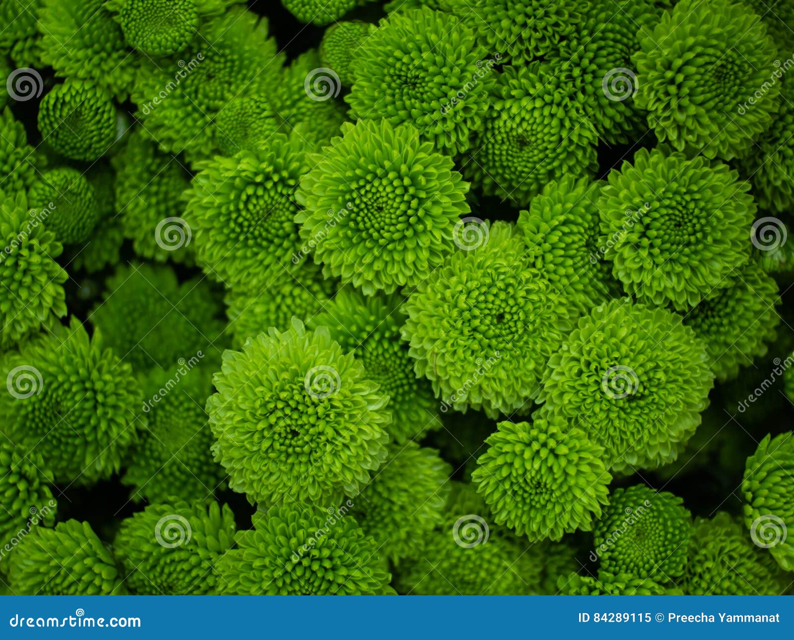 Flores verdes en fondo imagen de archivo. Imagen de verde - 84289115 Flores verdes en fondo imagen de archivo. Imagen de verde - 84289115