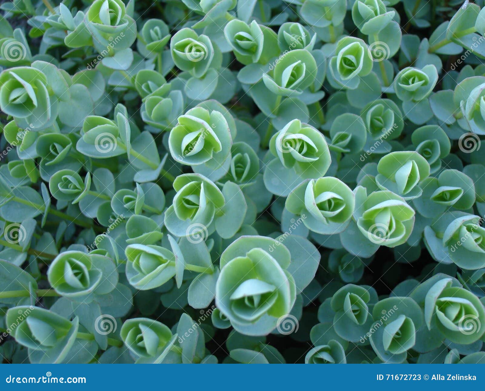 Flores Verdes En Un Jardín De La Primavera Imagen de archivo - Imagen de belleza, hermoso: 71672723 Flores Verdes En Un Jardín De La Primavera Imagen de archivo - Imagen de belleza, hermoso: 71672723
