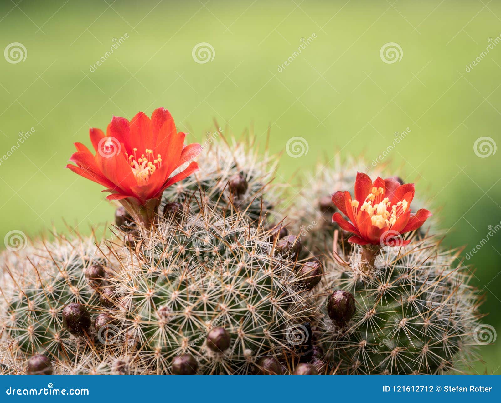 Flores Vermelhas Coloridas De Um Cacto Pequeno Foto de Stock - Imagem de  fresco, colorido: 121612712