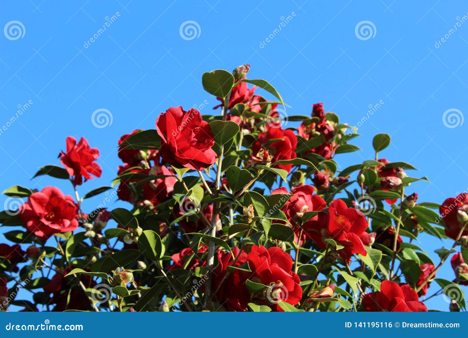 Flores Vermelhas Da Camélia Foto de Stock - Imagem de floresta, flora:  141195116
