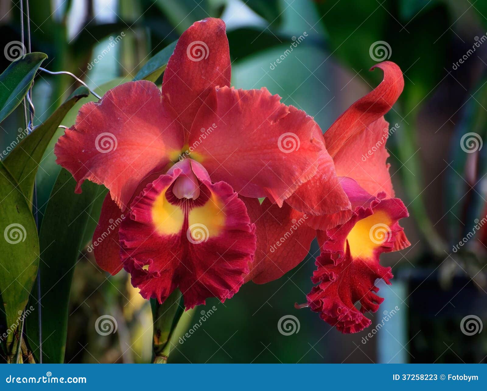 Flores Vermelhas Da Orquídea - Cattleya Imagem de Stock - Imagem de  fragilidade, vibrante: 37258223