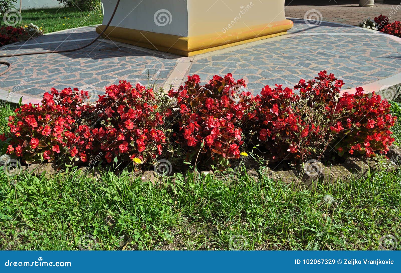 Flores Vermelhas De Florescência Das Plantas No Jardim Do Monastério,  Serbia Imagem de Stock - Imagem de vermelho, jardim: 102067329