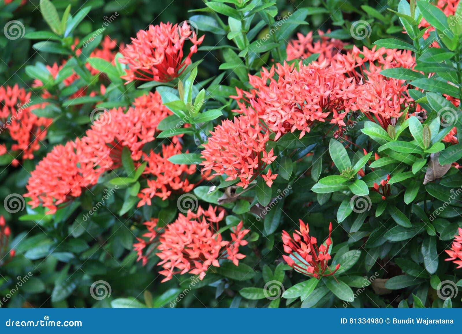 Flores Vermelhas De Ixora No Jardim Foto de Stock - Imagem de fundo, flor:  81334980