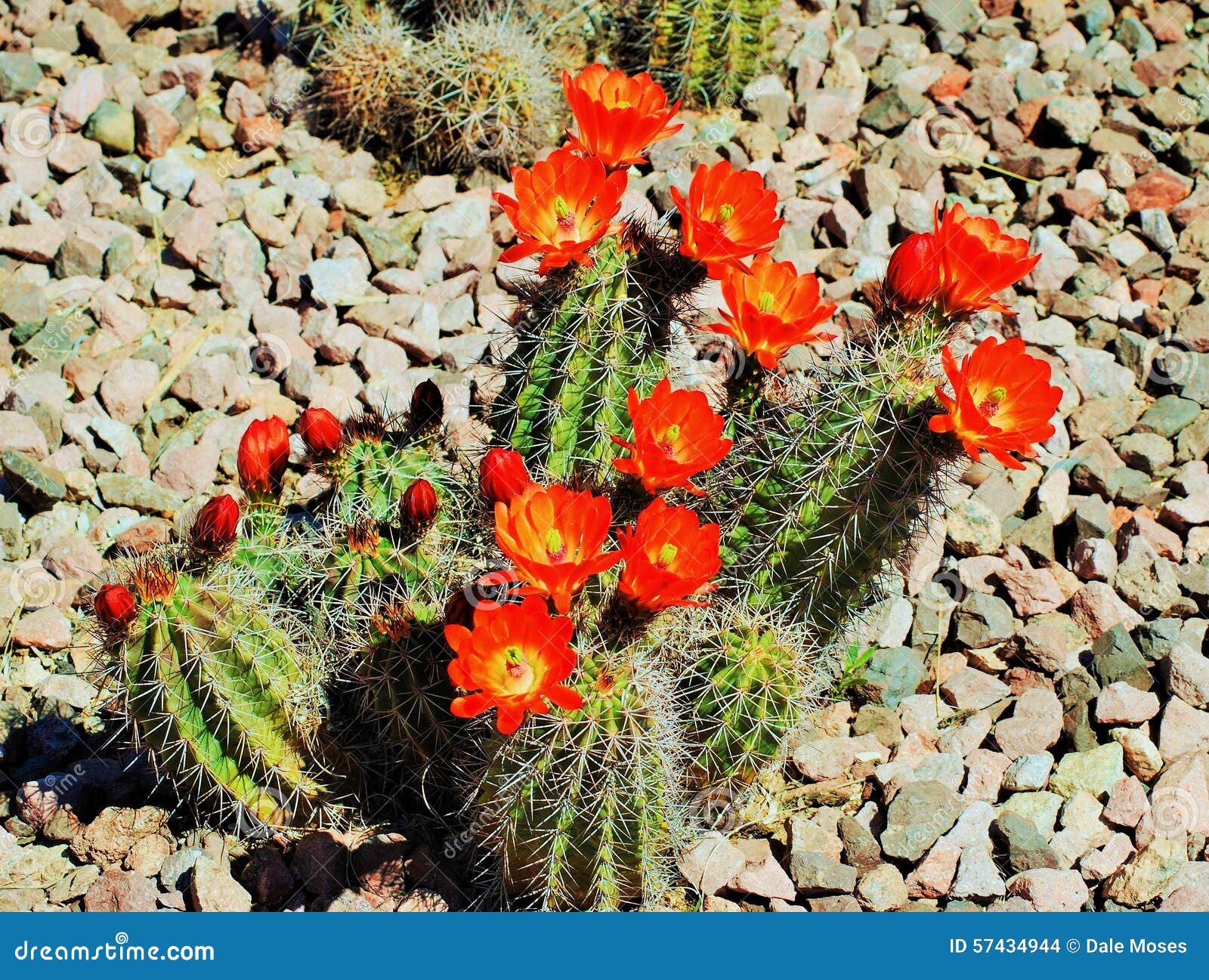 Flores Vermelhas De Um Cacto Do Arizona Na Flor Completa No Verão Foto de  Stock - Imagem de vermelho, flor: 57434944