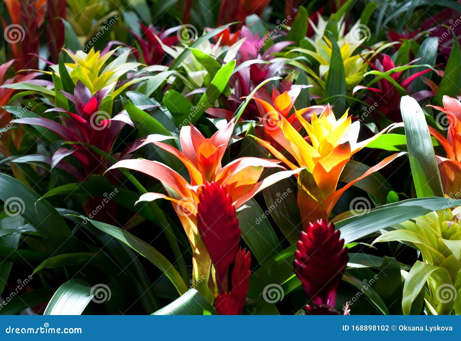 Flores Vermelhas E Laranja Da Guzmania Bromelia Com Folhas Verdes Flores  Multicolores Guzmania Monostachia Na Estufa Foto de Stock - Imagem de  naughty, fundo: 168898102