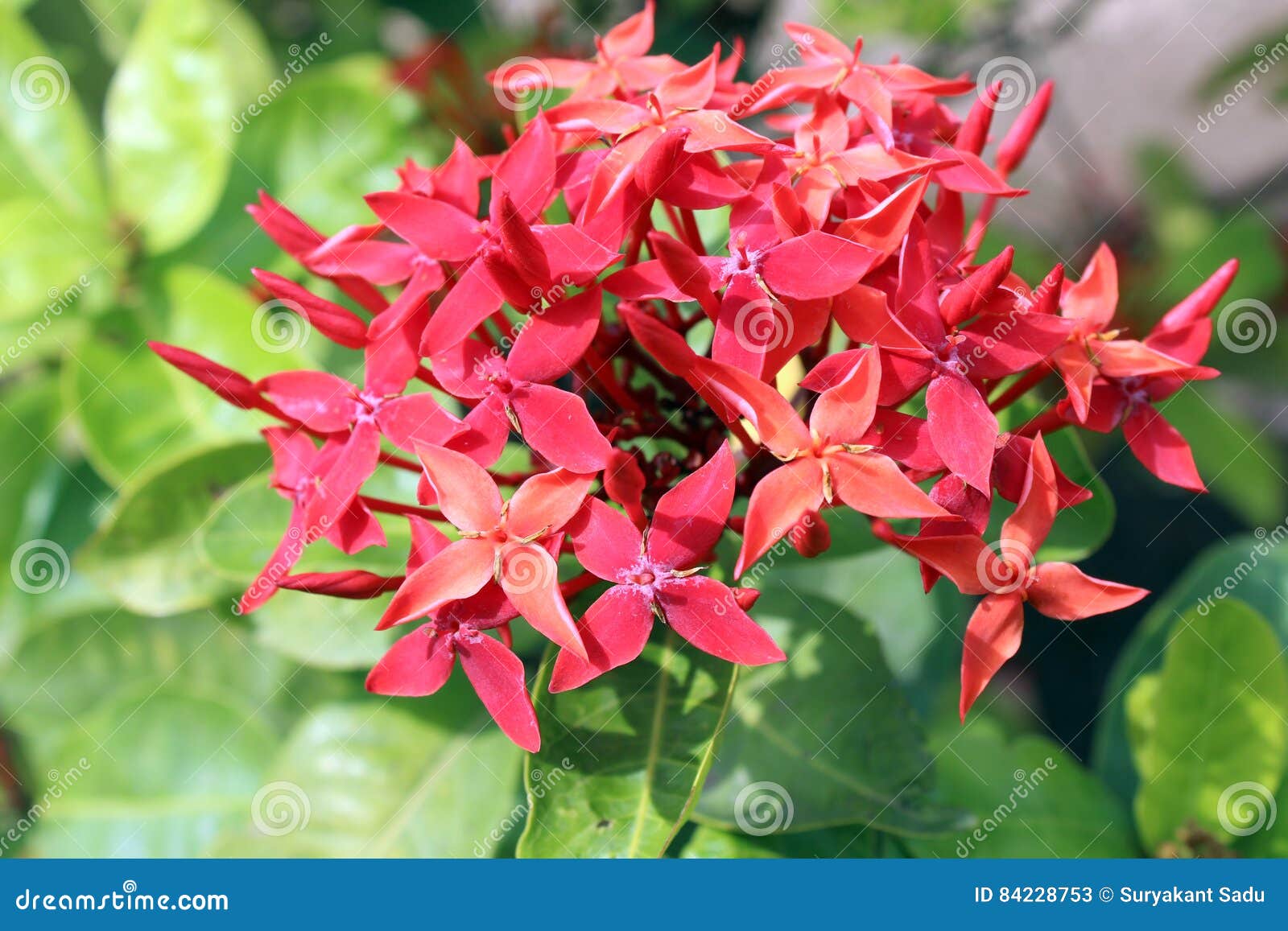 Flores Vermelhas Tropicais De Uma árvore Do Jardim Imagem de Stock - Imagem  de vermelho, jardim: 84228753