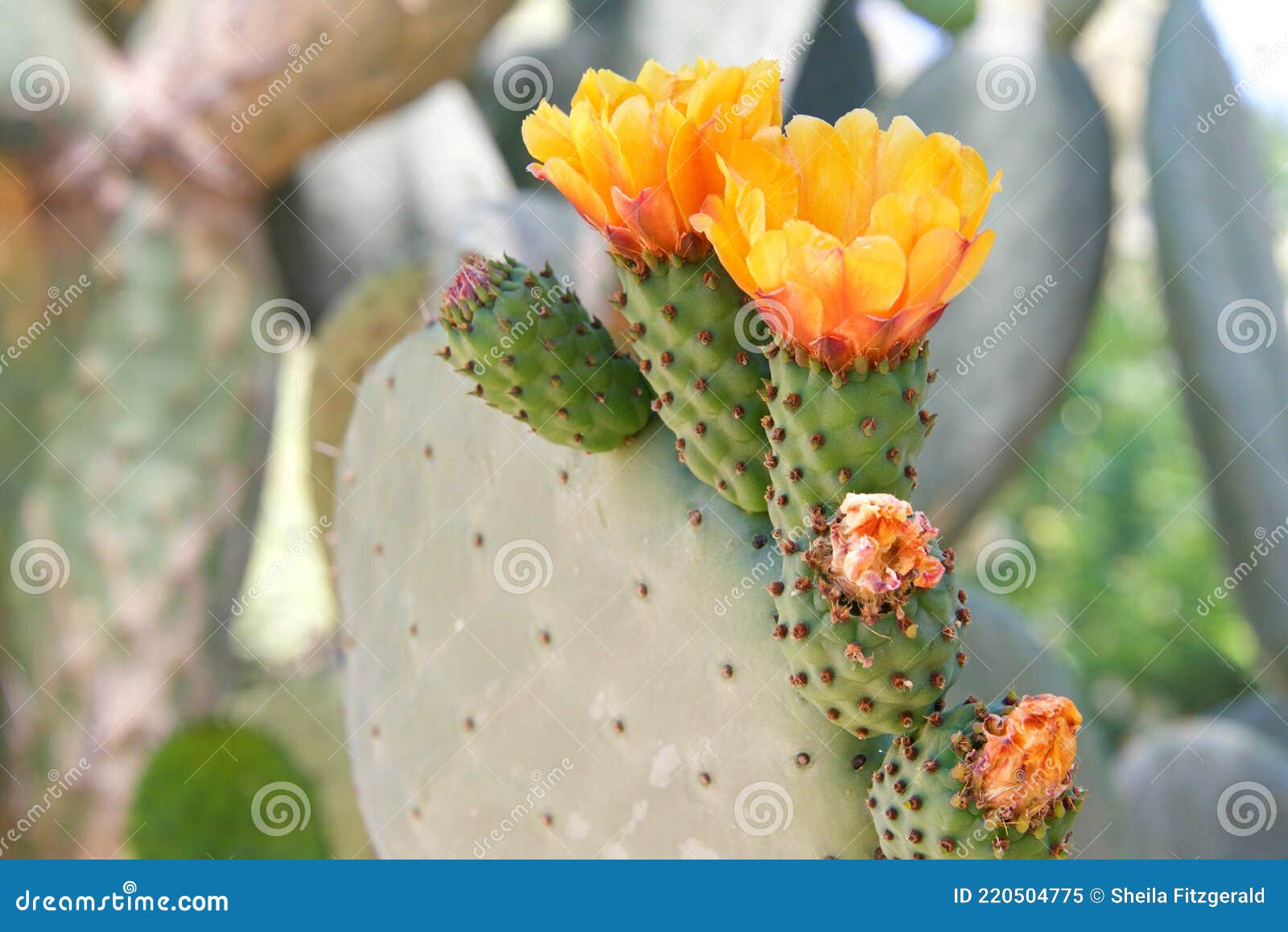 Flores Vibrantes De Cacto De Pera Cor De Laranja Picante Florescendo Imagem  de Stock - Imagem de cactos, alimento: 220504775