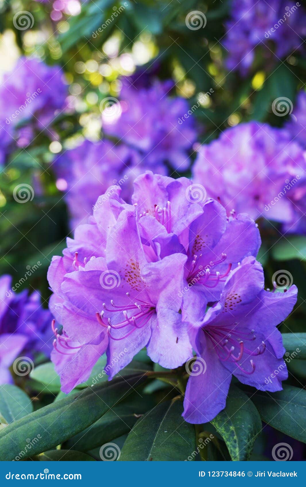 Flores Violetas De La Azalea Foto de archivo - Imagen de rododendro,  hermoso: 123734846