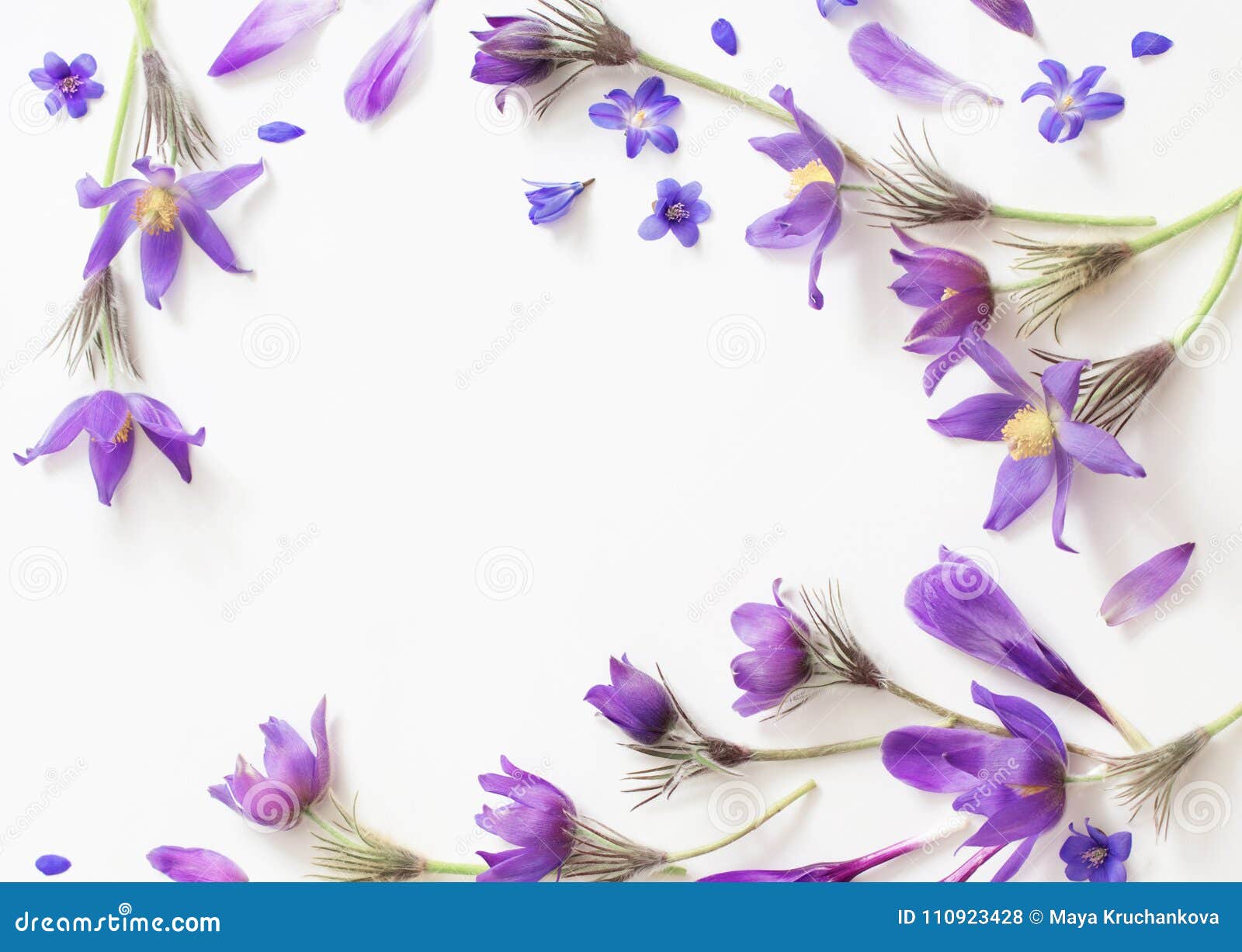 Flores Violetas De La Primavera En Un Fondo Blanco Foto de archivo - Imagen de flora, travieso: 110923428 Flores Violetas De La Primavera En Un Fondo Blanco Foto de archivo - Imagen de flora, travieso: 110923428