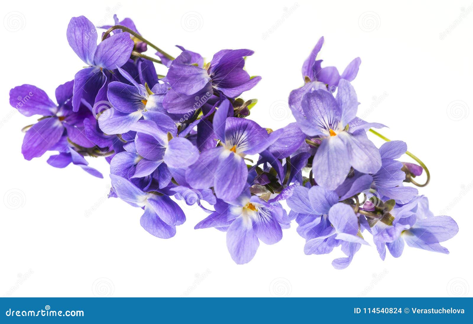 Flores Violetas En Un Fondo Blanco Foto de archivo - Imagen de hoja,  floral: 114540824